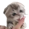 🤬 Эмодзи «cats dogs» для Telegram