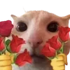 💐 Эмодзи «cats dogs» для Telegram