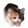 🥺 Эмодзи «cats dogs» для Telegram