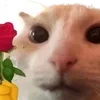 🌹 Эмодзи «cats dogs» для Telegram