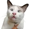 😱 Эмодзи «cats dogs» для Telegram