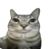 😐 Эмодзи «cats dogs» для Telegram