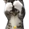 😫 Эмодзи «cats dogs» для Telegram