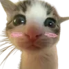 Стикерпак cats dogs для Telegram