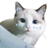 ☺️ Эмодзи «cats dogs» для Telegram