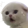 😰 Эмодзи «cats dogs» для Telegram