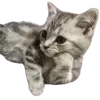 😏 Эмодзи «cats dogs» для Telegram
