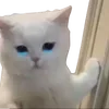 😢 Эмодзи «cats dogs» для Telegram