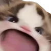 😡 Эмодзи «cats dogs» для Telegram