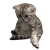 ☹️ Эмодзи «cats dogs» для Telegram