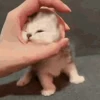 👌 Эмодзи «‍⬛ котики и подписчики - слова синонимы» для Telegram