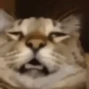 🥴 Эмодзи «‍⬛ котики и подписчики - слова синонимы» для Telegram