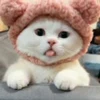 👅 Эмодзи «‍⬛ котики и подписчики - слова синонимы» для Telegram