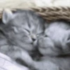 😽 Эмодзи «‍⬛ котики и подписчики - слова синонимы» для Telegram