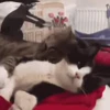 🐱 Эмодзи «‍⬛ котики и подписчики - слова синонимы» для Telegram
