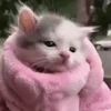 🐱 Эмодзи «‍⬛ котики и подписчики - слова синонимы» для Telegram