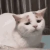 🥱 Эмодзи «‍⬛ котики и подписчики - слова синонимы» для Telegram
