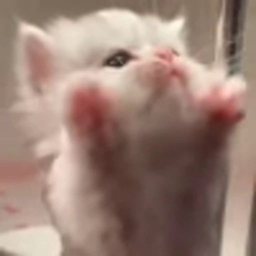 🐾 Эмодзи «‍⬛ котики и подписчики - слова синонимы» для Telegram