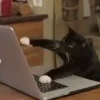 💻 Эмодзи «‍⬛ котики и подписчики - слова синонимы» для Telegram