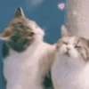 💋 Эмодзи «‍⬛ котики и подписчики - слова синонимы» для Telegram