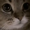 🐈‍⬛ Эмодзи «‍⬛ котики и подписчики - слова синонимы» для Telegram