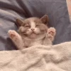 🛌 Эмодзи «‍⬛ котики и подписчики - слова синонимы» для Telegram