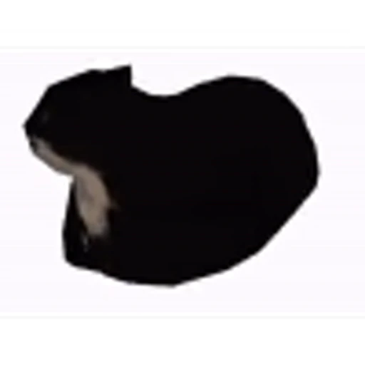🍞 Эмодзи «‍⬛ котики и подписчики - слова синонимы» для Telegram