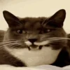 🐈 Эмодзи «‍⬛ котики и подписчики - слова синонимы» для Telegram