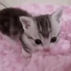 😛 Эмодзи «‍⬛ котики и подписчики - слова синонимы» для Telegram