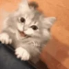 🐈 Эмодзи «‍⬛ котики и подписчики - слова синонимы» для Telegram