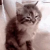 🐱 Эмодзи «‍⬛ котики и подписчики - слова синонимы» для Telegram