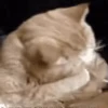 🦷 Эмодзи «‍⬛ котики и подписчики - слова синонимы» для Telegram