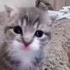 🐈 Эмодзи «‍⬛ котики и подписчики - слова синонимы» для Telegram