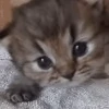 🐱 Эмодзи «‍⬛ котики и подписчики - слова синонимы» для Telegram
