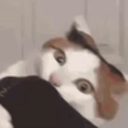 🐈 Эмодзи «‍⬛ котики и подписчики - слова синонимы» для Telegram