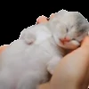 🐱 Эмодзи «‍⬛ котики и подписчики - слова синонимы» для Telegram