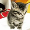 🐱 Эмодзи «‍⬛ котики и подписчики - слова синонимы» для Telegram