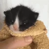 😩 Эмодзи «‍⬛ котики и подписчики - слова синонимы» для Telegram