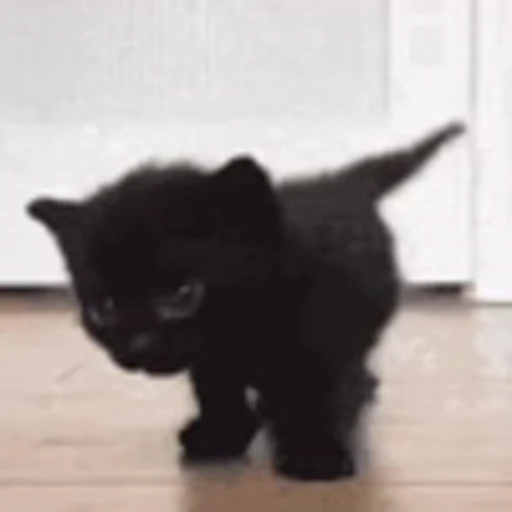 🐱 Эмодзи «‍⬛ котики и подписчики - слова синонимы» для Telegram