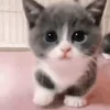 🐱 Эмодзи «‍⬛ котики и подписчики - слова синонимы» для Telegram