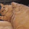 😼 Эмодзи «‍⬛ котики и подписчики - слова синонимы» для Telegram