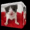 Эмодзи ‍⬛ котики и подписчики - слова синонимы для Telegram — скачать