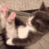 🐾 Эмодзи «‍⬛ котики и подписчики - слова синонимы» для Telegram