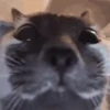 😳 Эмодзи «‍⬛ котики и подписчики - слова синонимы» для Telegram