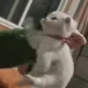 👊 Эмодзи «‍⬛ котики и подписчики - слова синонимы» для Telegram