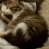 🥱 Эмодзи «‍⬛ котики и подписчики - слова синонимы» для Telegram