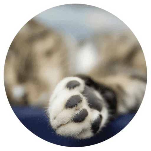 🐱 Стикер «Котики и лапки» для Telegram