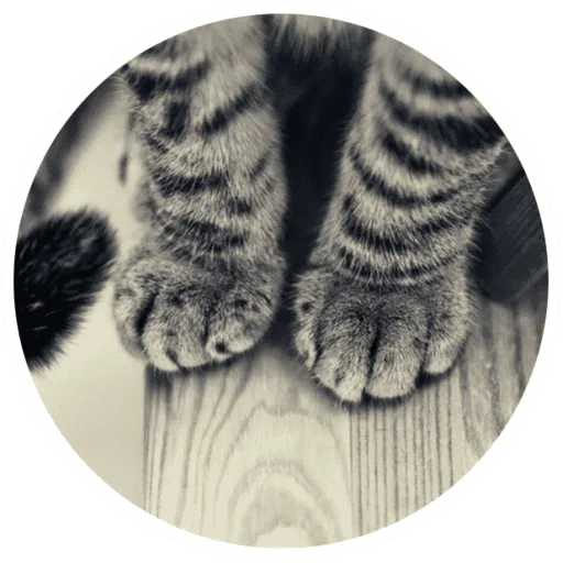 🐱 Стикер «Котики и лапки» для Telegram