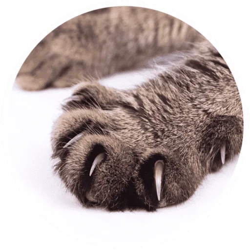 🐱 Стикер «Котики и лапки» для Telegram