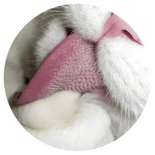 🐱 Стикер «Котики и лапки» для Telegram